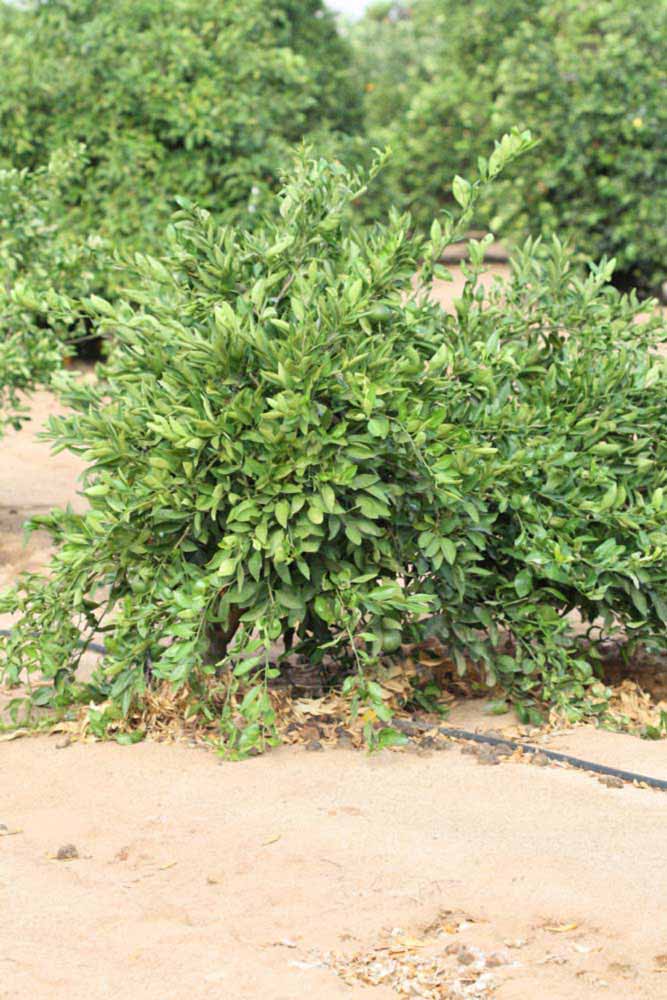              Habit (Riverside, CA)       